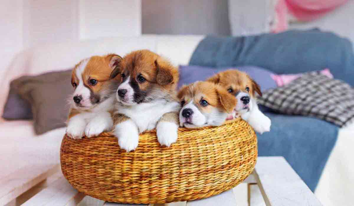 手机号网页在线轰炸源码