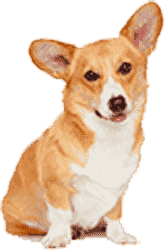 接码短信社区平台