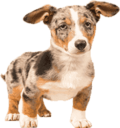 免费短信电话轰炸机