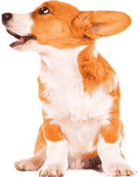 手机号验证码轰炸平台